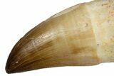 Fossil Rooted Mosasaur (Thalassotitan) Tooth - Morocco #345199-1